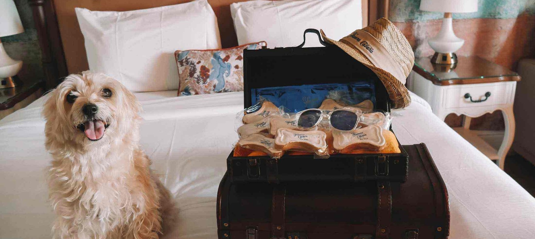 A dog sitting on a bed next to a suitcase filled with dog biscuits, sunglasses and a hat placed on the suitcase