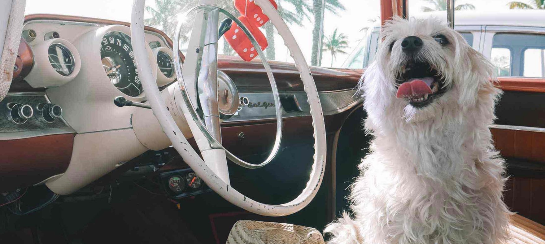 A dog sitting in a classic car next to a straw hat