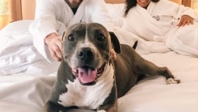 A vertical shot of a man playing with the dog on bed as the woman looks on