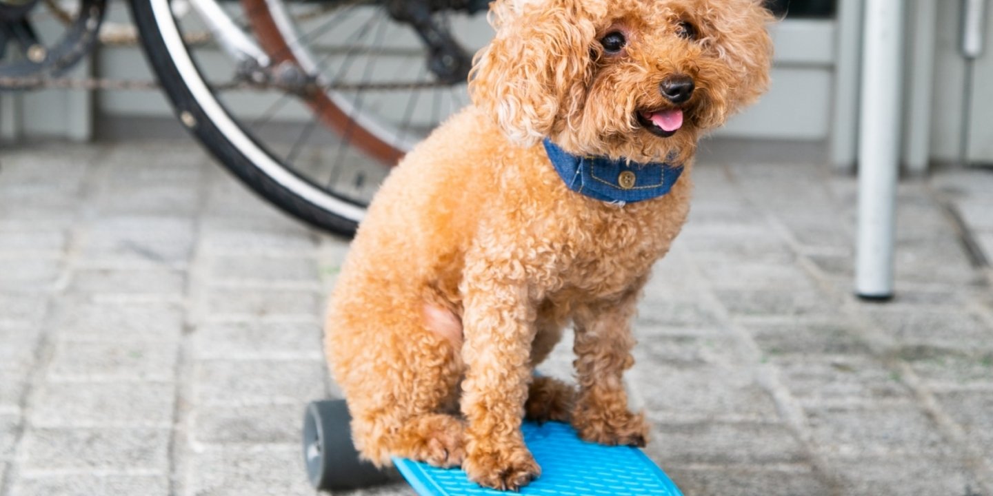 cute dog on a blue longboard